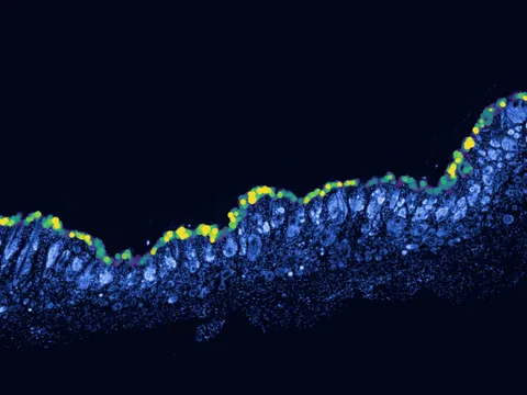 Mouse skin of body preview