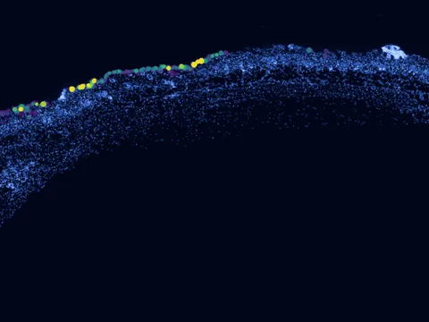 Mouse skin of body preview