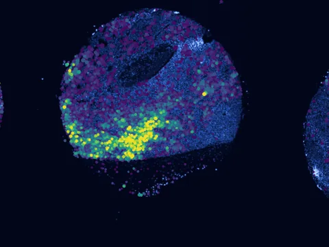 Mouse skin of body preview