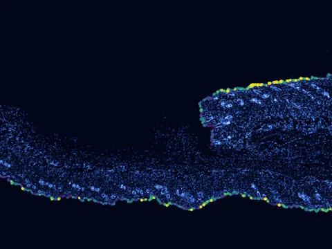 Mouse skin of body preview
