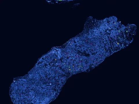 Mouse skin of body preview