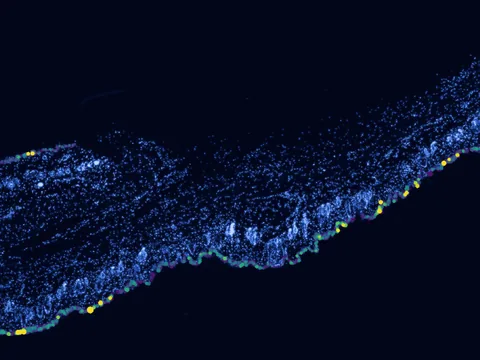 Mouse skin of body preview