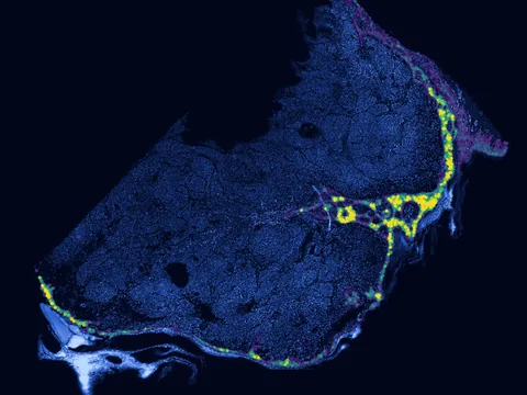 Human skin of body preview