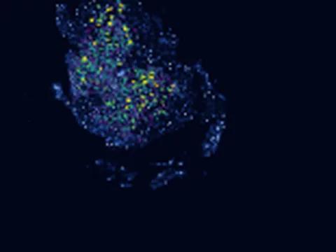 Mouse spinal cord preview