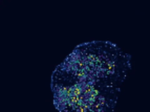 Mouse spinal cord preview