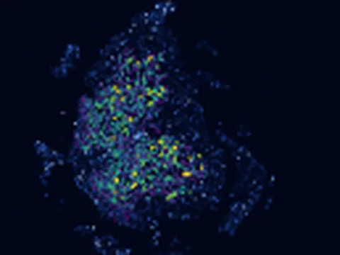 Mouse spinal cord preview