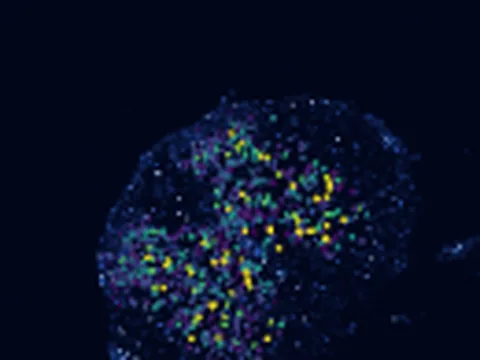 Mouse spinal cord preview