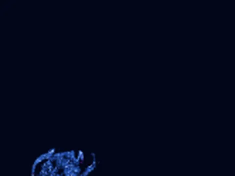 Leucoraja erinaceus trunk preview