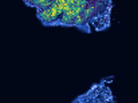 Leucoraja erinaceus trunk preview