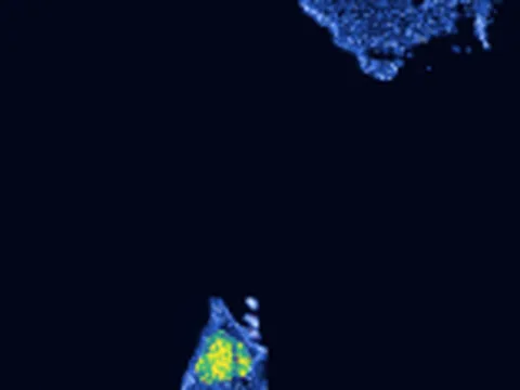 Leucoraja erinaceus trunk preview