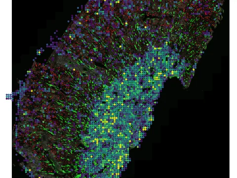 Mouse kidney preview