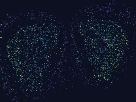 Mouse brain preview