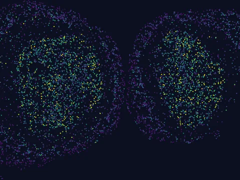 Mouse brain preview