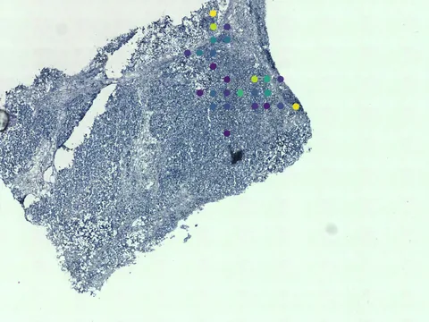Human breast preview