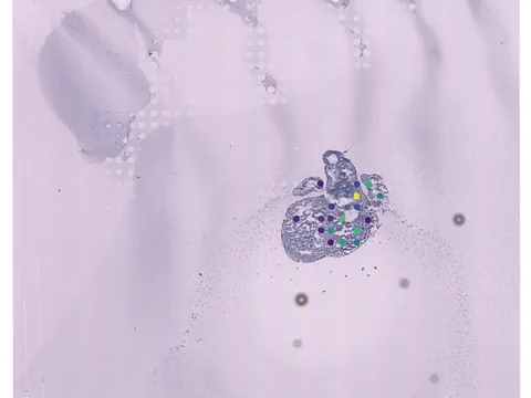 Human heart preview