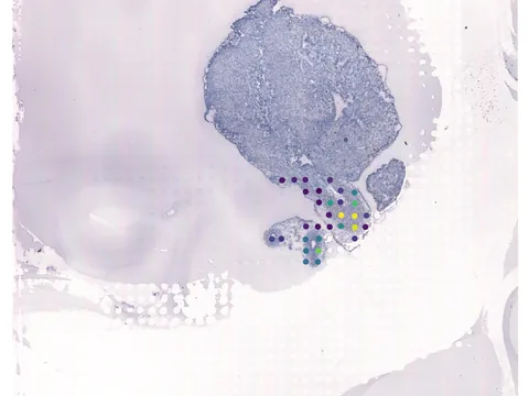 Human heart preview