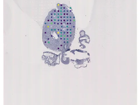 Human heart preview