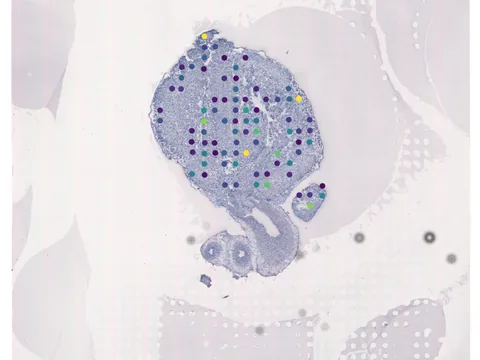 Human heart preview