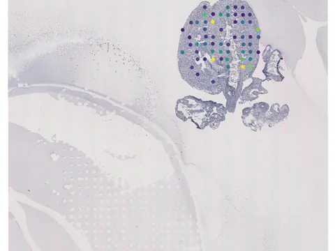 Human heart preview