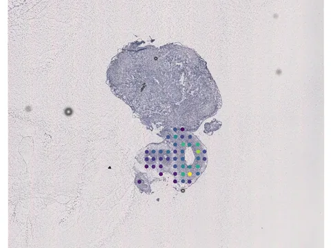 Human heart preview