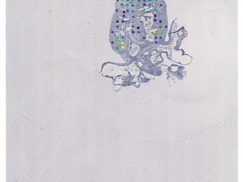 Human heart preview
