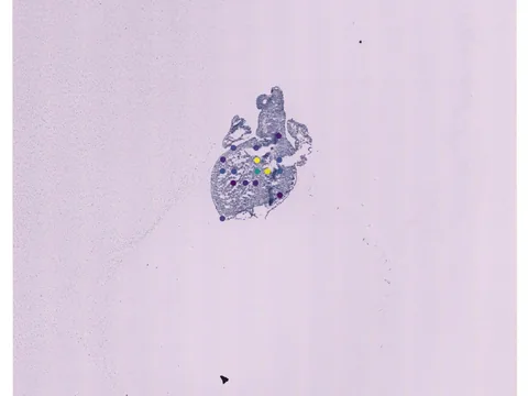 Human heart preview