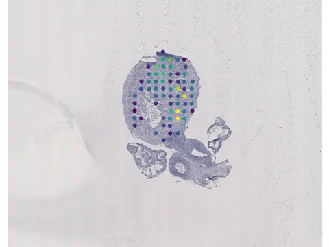 Human heart preview
