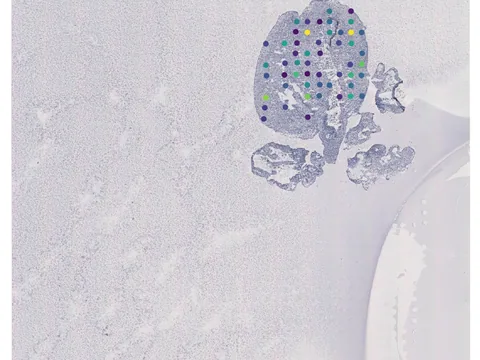 Human heart preview