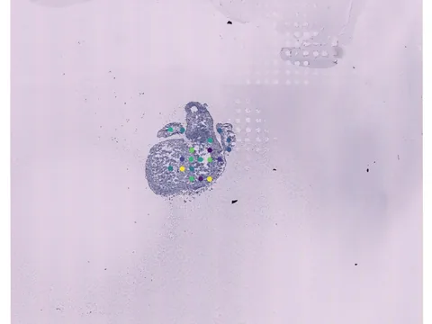 Human heart preview