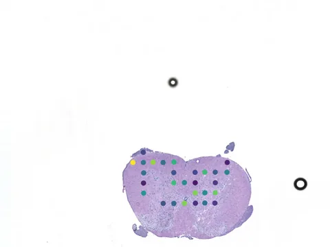 Mouse spinal cord preview