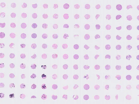 Human breast preview