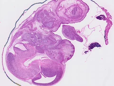 Mouse embryo preview