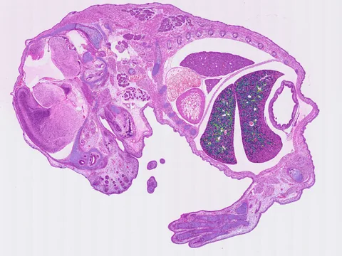 Mouse embryo preview