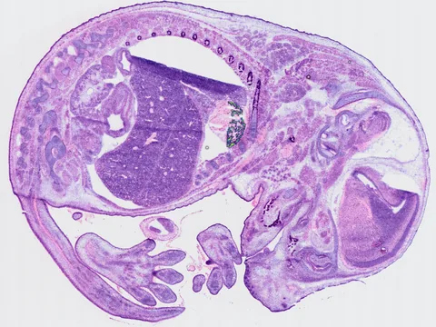 Mouse embryo preview