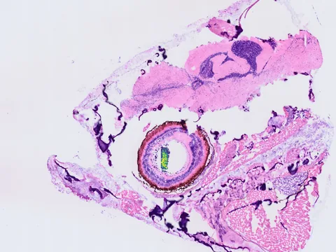 Zebrafish head preview