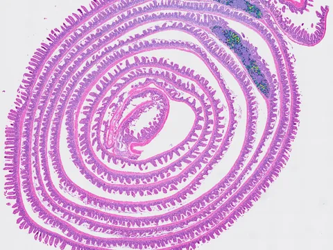 Mouse intestine preview