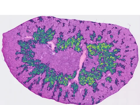 Mouse kidney preview