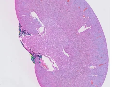 Mouse kidney preview