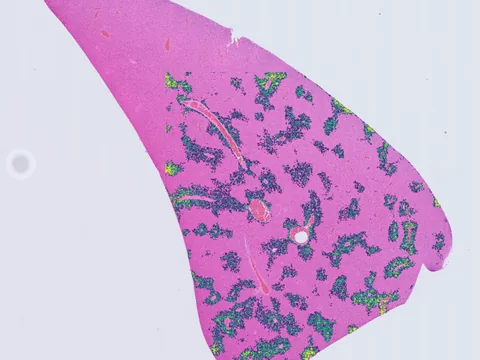 Rat liver preview