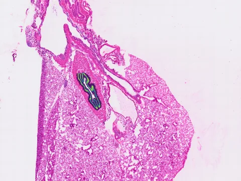 Mouse lung preview