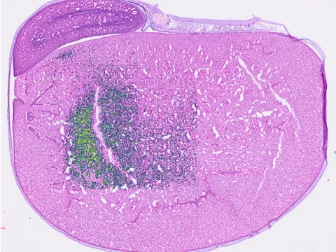 Glycine max multicellular organism preview