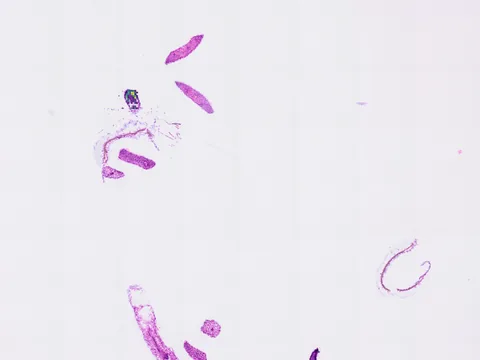 Arabidopsis thaliana multicellular organism preview