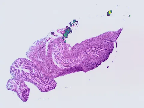 Mouse ovary preview