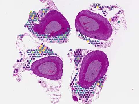 Mouse adrenal gland preview