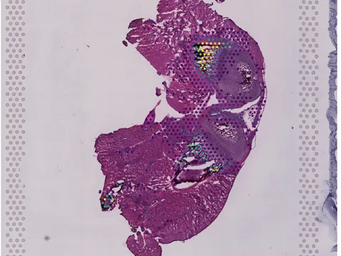 Mouse bone element preview