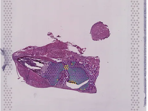 Mouse bone element preview
