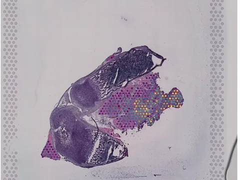 Mouse bone element preview