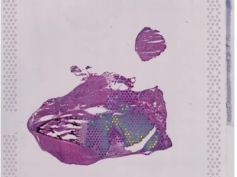 Mouse bone element preview