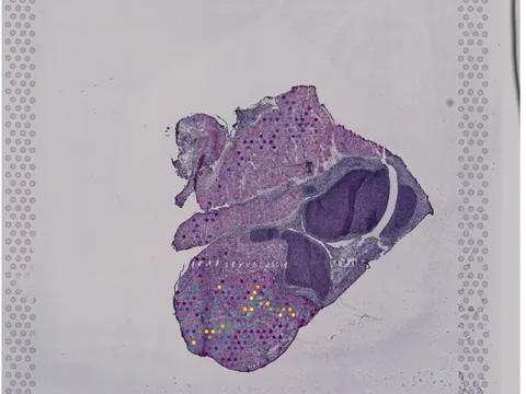 Mouse bone element preview