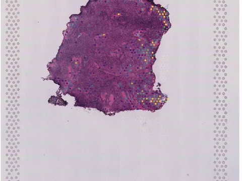 Human brain preview